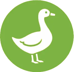 Gęś Pastwiskowa