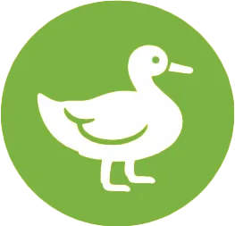 Kaczka Pastwiskowa