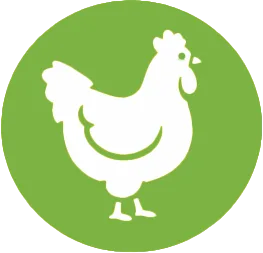 Kurczak Pastwiskowy