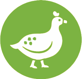 Perliczka Pastwiskowa