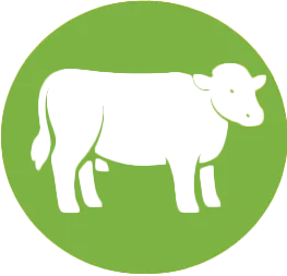 Bydło Highland